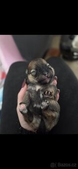 Přijímáme rezervace na štěňata pomeraniana