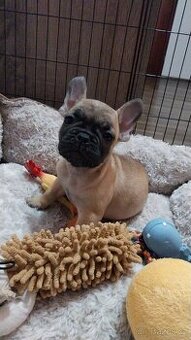 Francouzský buldoček s PP