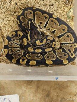 Krajta královská, Python regius