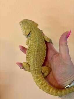 Agama vousata - samice Hypo het Trans Leatherback 200g