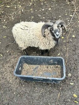 Ouessantský beránek