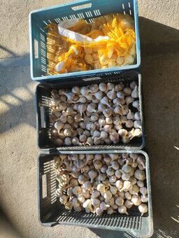 Česnek odrůda Rusák (sadební, konzumní)