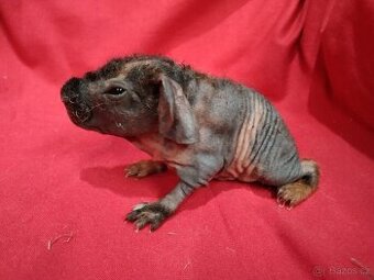 Morče skinny, sameček s PP