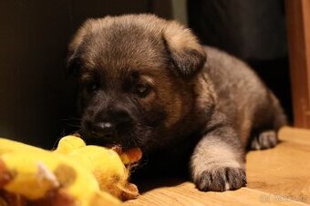 Německý ovčák štěňata s PP ❤️