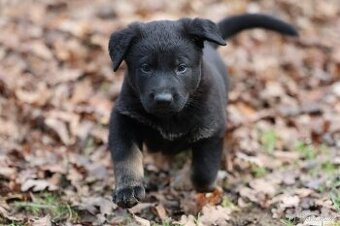 Německý ovčák štěňata s PP ❤️