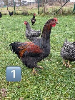 Kohouti - brahmanky do hobby chovu