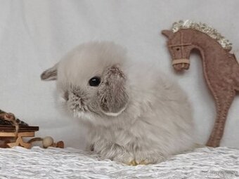 Minilop - zakrslý  králíček, beránek