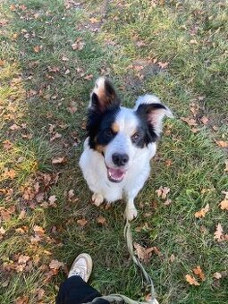 Kříženec Border kolie, 7 let, daruji