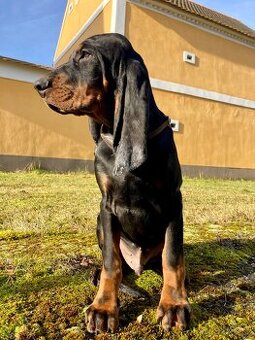 Black and Tan Coonhound/ Americký mývalí pes