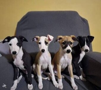 Koupím pejska plemene Whippet/Vipet