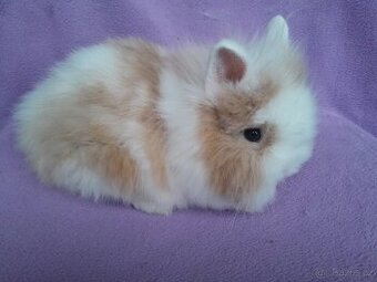 Zakrslý lvíček s teddy genem l. - 1