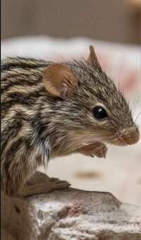 Myš pruhovaná (Rhabdomys dilectus)