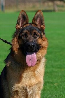 Německý ovčák s PP