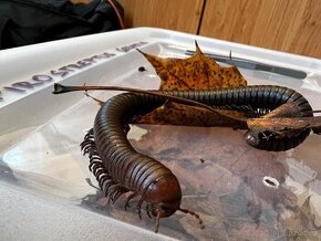 Prodej - Mnohonožka (Spirostreptus servatius)