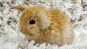 Zakrslý beránek, králík -ANTHONY