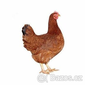 Brojlerová kuřata a kachny, kuřice vajíčka křepelky - 1
