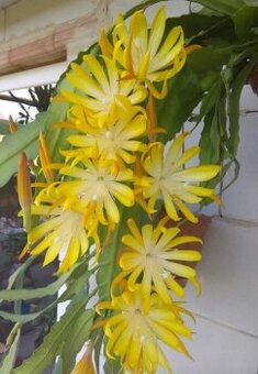 Epiphyllum Frühlingsgold - 1