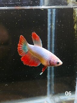 Betta Splendens - Betta bojovnice (Samec 06) - 1