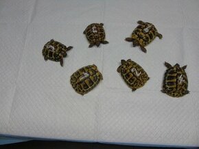 Suchozemské želvy -Testudo Hermanni - 1