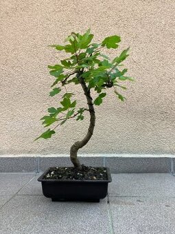 Bonsai, Bonsaj, jamadori, javor babyka - 1