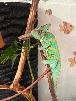 Chameleon jemenský