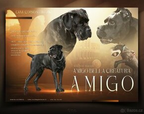 Cane Corso