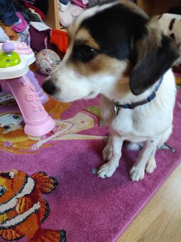 5 ti měsíční Štěně Jack Russel × Bígl