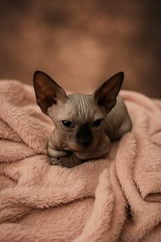 Sphynx - 1
