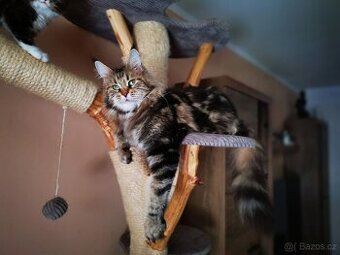Mainská mývalí kočka s průkazem původu - kočička k adopci