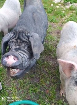 chovná sviňka černé klapouché