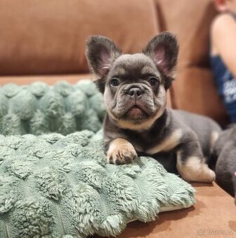 Francouzsky buldoček - poslední pejsek