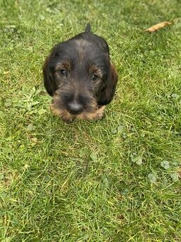 Hrubosrstý jezevčík standart