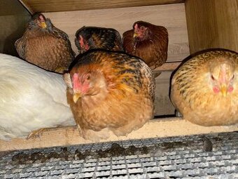 Kuřata - dvorkový mix
