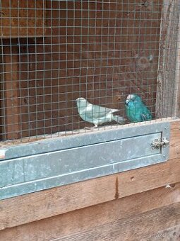 Kakariki chovné páry