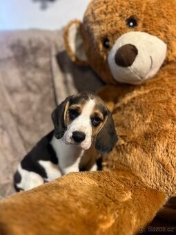 Bígl trikolor, štěňátka