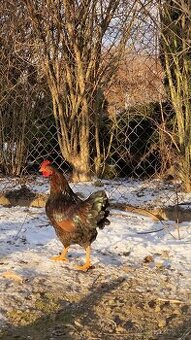 Barneveldka dvojlemovaná