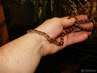 Užovka červená (Pantheropis gutatus)