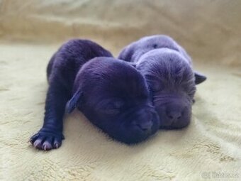 Stafordšírský bulteriér s pp