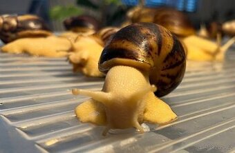 Archachatina marginata ovum - mladata 6 mesicu