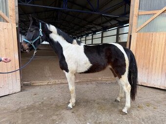 3letá westfálská klisna