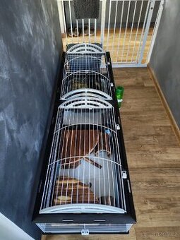 Prodám morčata s v vybavením.