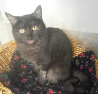 Černý až kouřový, 1roční Sam hledá domov.