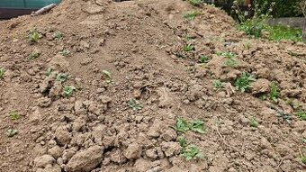 Zemina, hlína, za odvoz