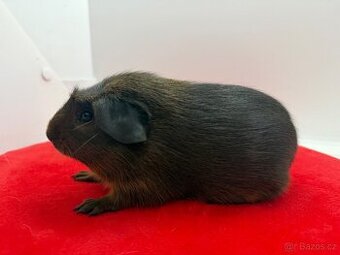 Morče crested samečci aguti černá/červená s PP