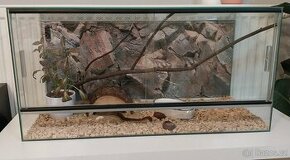 Terárium pro hada agamu želvu