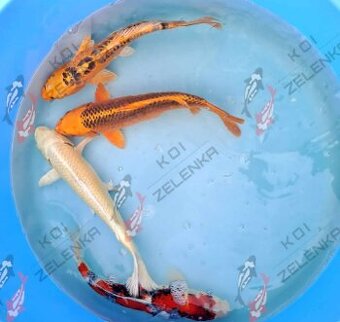 koi kapr, jeseter, karas, veslonos