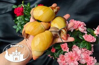 Africký šnek / megapets.eu / Archachatina marginata greville