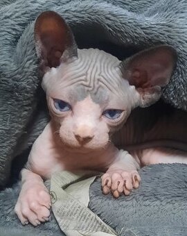 Kanadský sphynx kluk