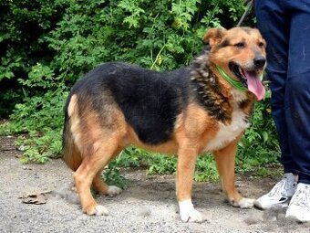 NAVARO - 3 ROKY, KAMARÁDSKÝ,HODNÝ,VHODNÝ K RD - 1