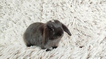Zakrslý beránek, králíček, králík - ELLA